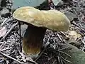 Tylopilus porphyrosporus