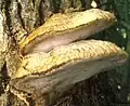 Aurantiporus fissilis sin. Tyromyces fissilis
