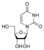 Chemical structure of uridină