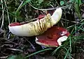 Russula xerampelina