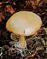 Cortinarius anomalus