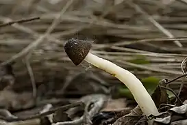 Verpa digitaliformis