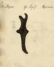 1826 - Danga pentru vitele din Copşa Mare