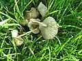 Marasmius oreades