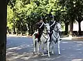 Italian Police in Villa Borghese, Roma