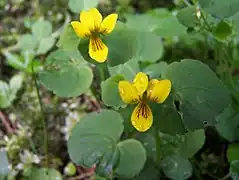 Violă galbenă(Viola biflora)