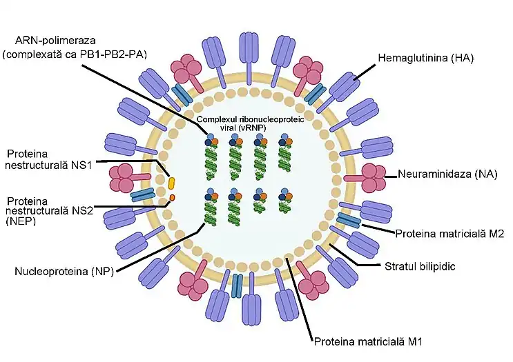 Schema virusului gripal A