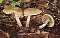 Agrocybe praecox