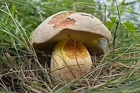 !Boletus radicans!