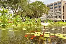 Nuferi și pești în Piața Rabin