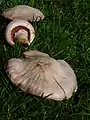 Agaricus campestris
