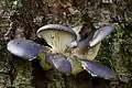 P. ostreatus tineri,  mai violacei