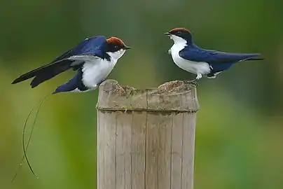 Rândunică cu coadă lungă