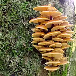 Flammulina velutipes
