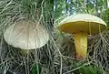 Boletus subtomentosus