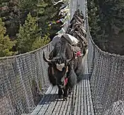 Iaci pe un pod de cabluri în Nepal