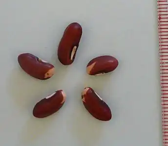 Semințe de fasole chinezească