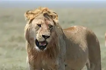 Leu tânăr din Serengeti