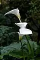 Zantedeschia aethiopica