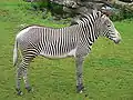 Zebra Grévy
