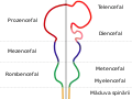 Diagrama care descrie principalele subdiviziuni ale creierului vertebrat embrionar. Aceste regiuni se vor diferenția ulterior în structuri de creier anterior, creier mediu și creier posterior.