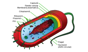 Prokaryote cell with structure and parts