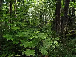 Arțar balcanic(Acer heldreichii)