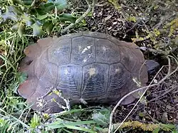 Broască țestoasă de uscat(Testudo),Oros Olympos