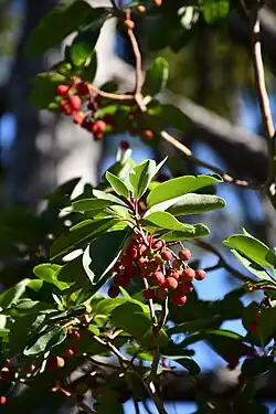 Arbore grecesc de căpșuni(Arbutus andrachne)