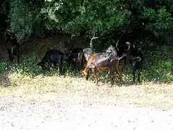 Capre negre(Rupicapra rupicapra),Oros Olympos