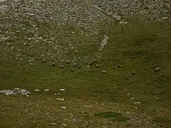 Capre sălbatice pe Platoul Muzelor