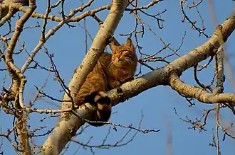 Pisică sălbatică(Felis silvestris)
