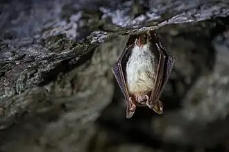 Liliac comun(Myotis myotis)