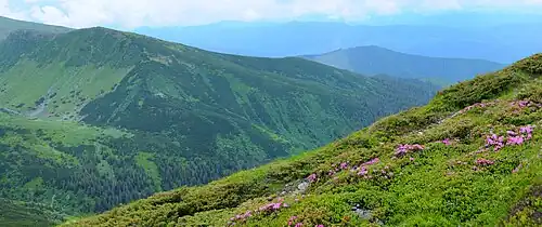 Bujori de munte pe versantul vârfului Hovârla