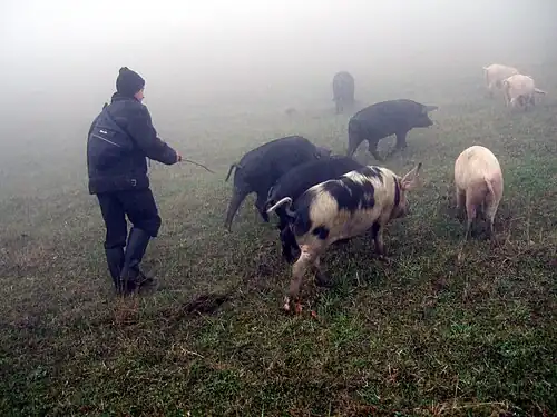 Porcii au rezultat în urma selecției mistreților primitivi domesticiti