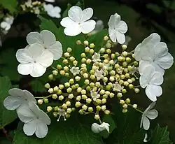 Călin(Viburnum opulus)