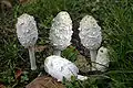 Coprinus (comatus)