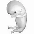 Fetus la 8 săptămâni de la fertilizare