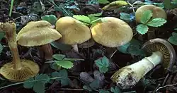 Cortinarius cotoneus