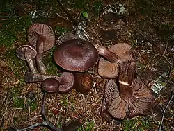 Cortinarius brunneus