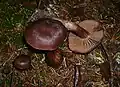 !!Cortinarius brunneus!!