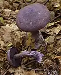Cortinarius violaceus