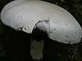 Agaricus arvensis