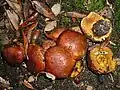 Cortinarius splendens