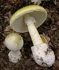 Amanita phalloides