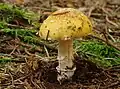 !!Amanita gemmata!!