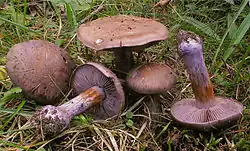 Cortinarius purpurascens