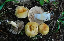 Cortinarius delibutus