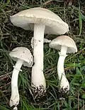 Leucoagaricus leucothites