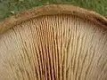 P. involutus, lamele din apropiere